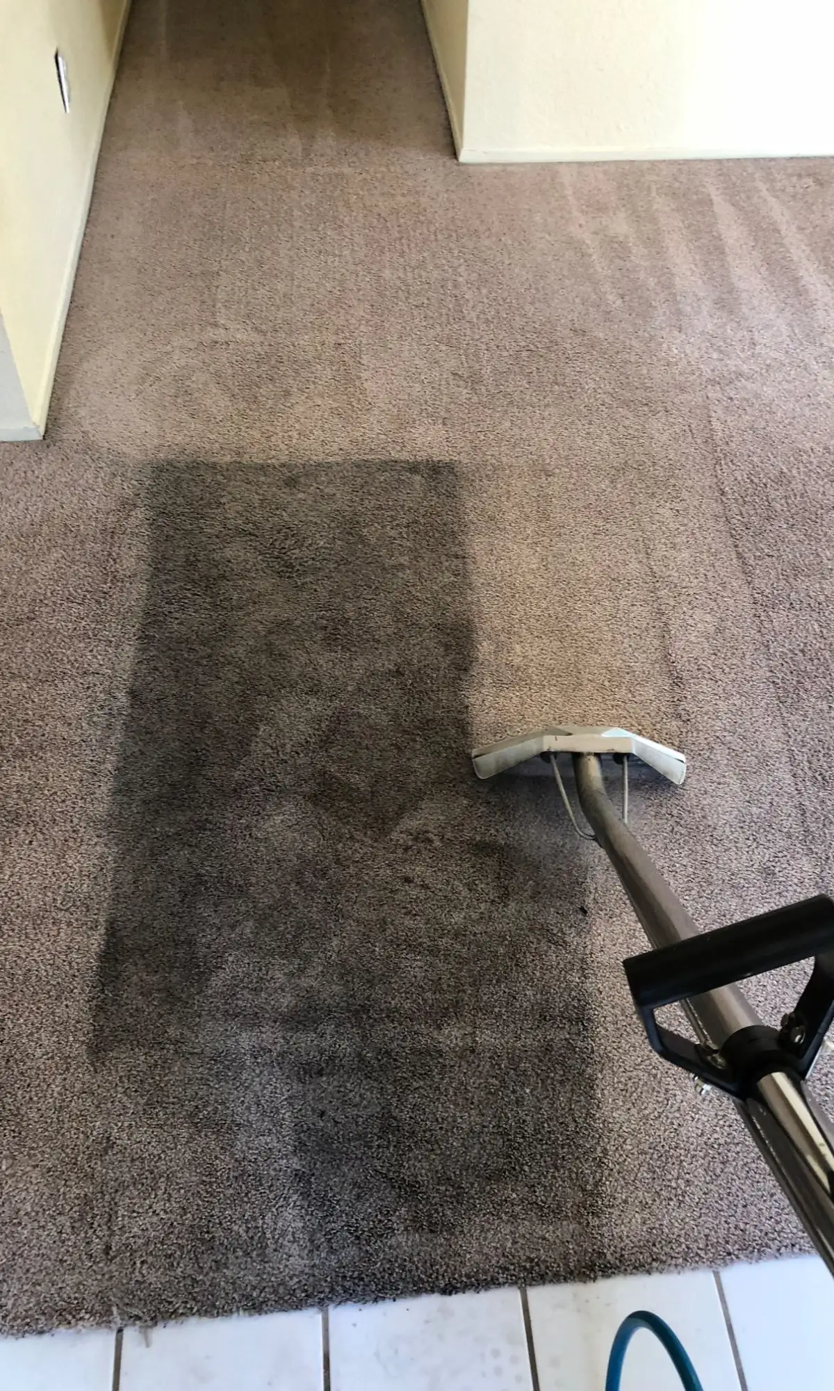 Carpet Cleaning