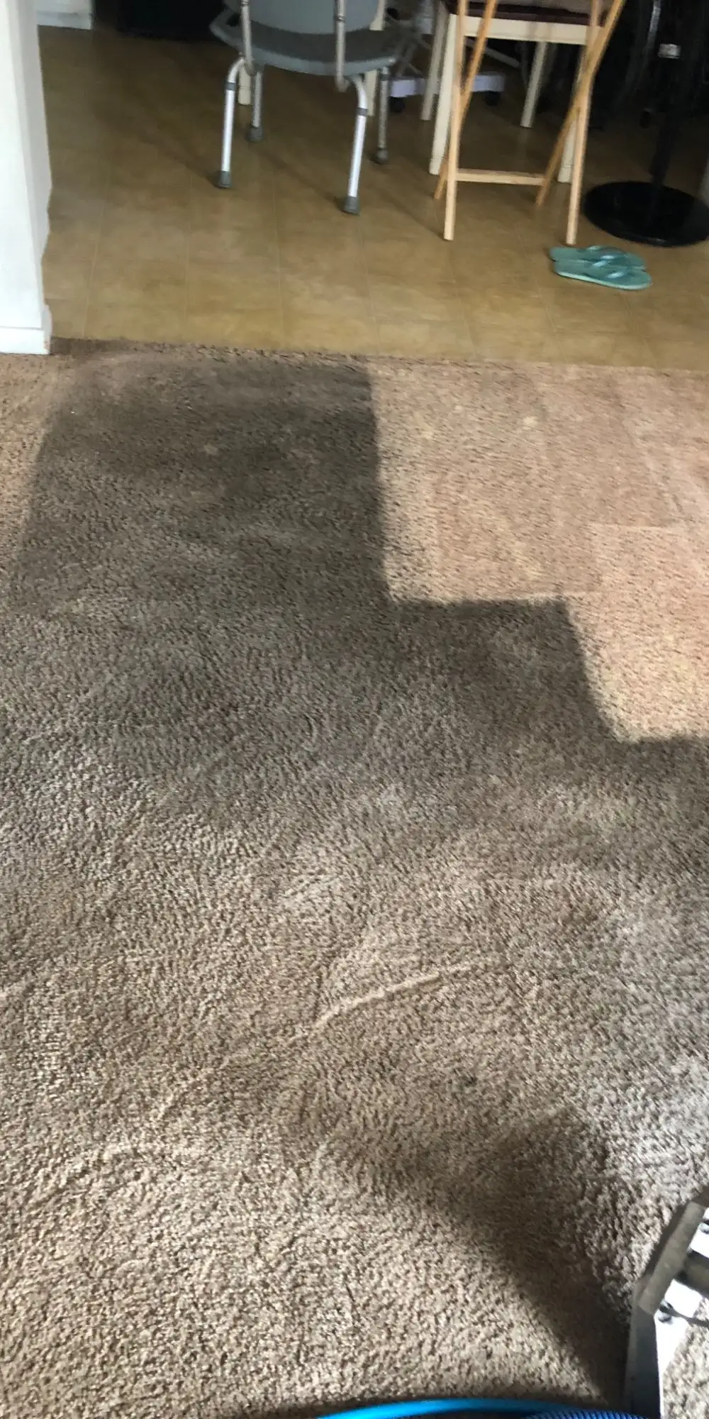 Pet Stains and Odors: What Comes Out, and What Doesn't
